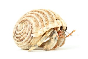 Coenobita rugosus